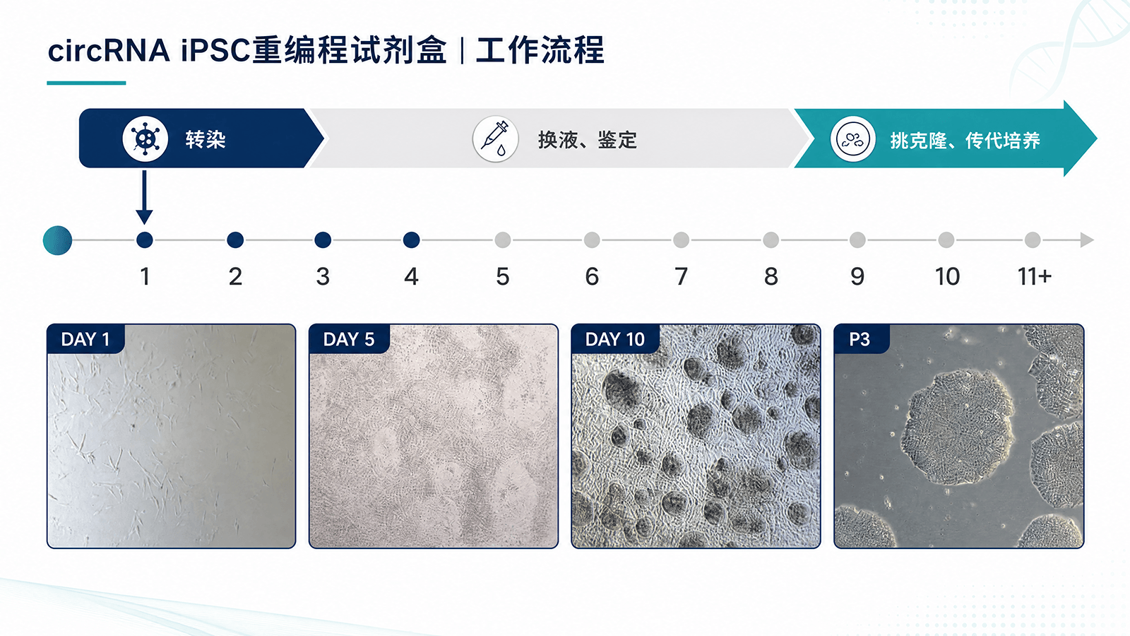 环状RNA iPSCs重编程试剂盒